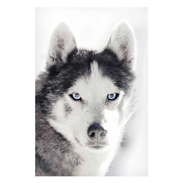 Billeder hunde Husky Portrait