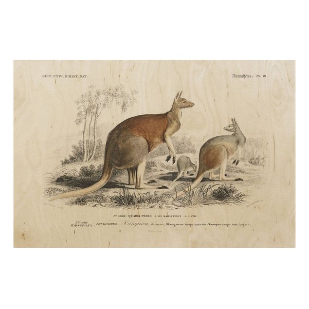 Prints på træ vintage Vintage Board Kangaroo
