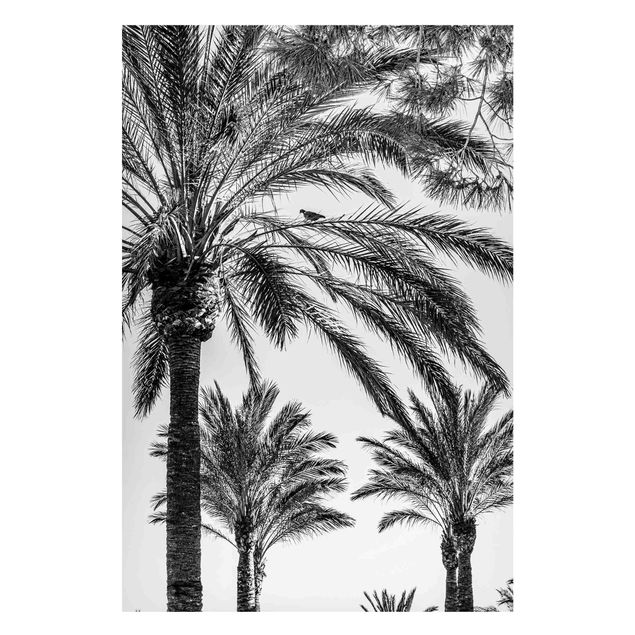 Billeder landskaber Palm Trees At Sunset Black And White