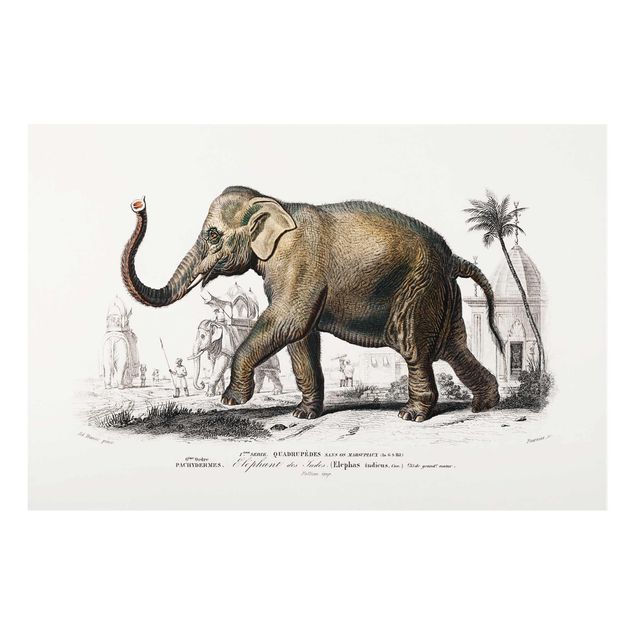 Glasbilleder dyr Vintage Board Elephant
