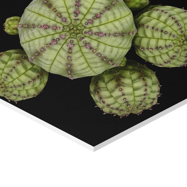 Sekskantede billeder Euphorbia - Spurge Urchins
