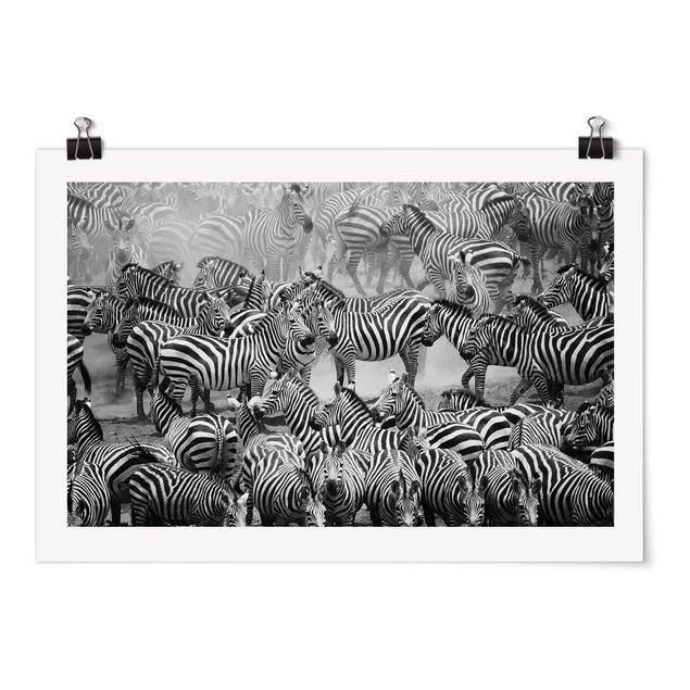 Plakater dyr Zebra herd II