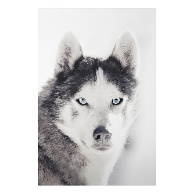 Billeder hunde Husky Portrait