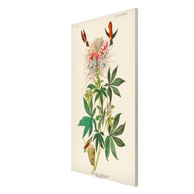 Billeder blomster Vintage Board Allenkolibris