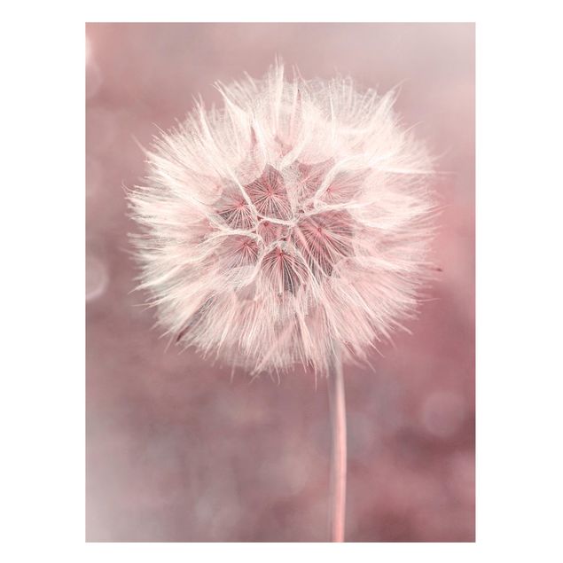 Magnettavler blomster Dandelion Bokeh Light Pink