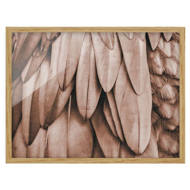 Billeder brun Feathers In Rosegold