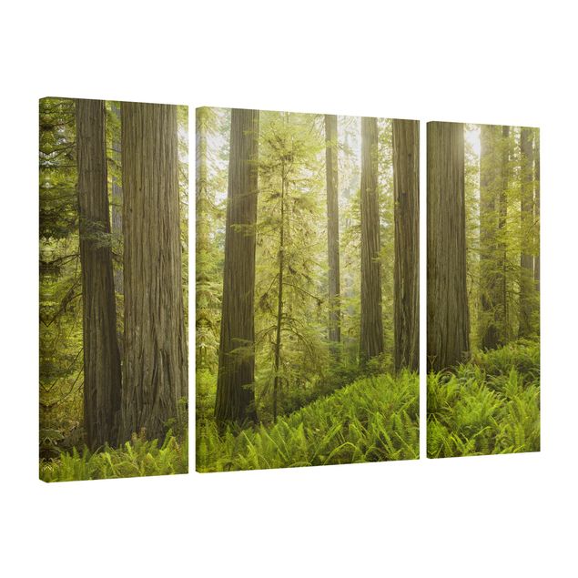 Billeder på lærred landskaber Redwood State Park Forest View
