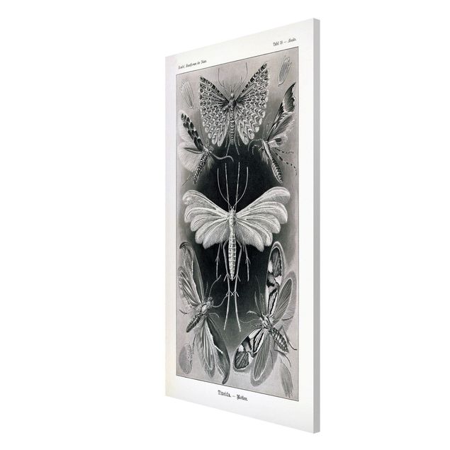 Magnettavler dyr Vintage Board Moths And Butterflies
