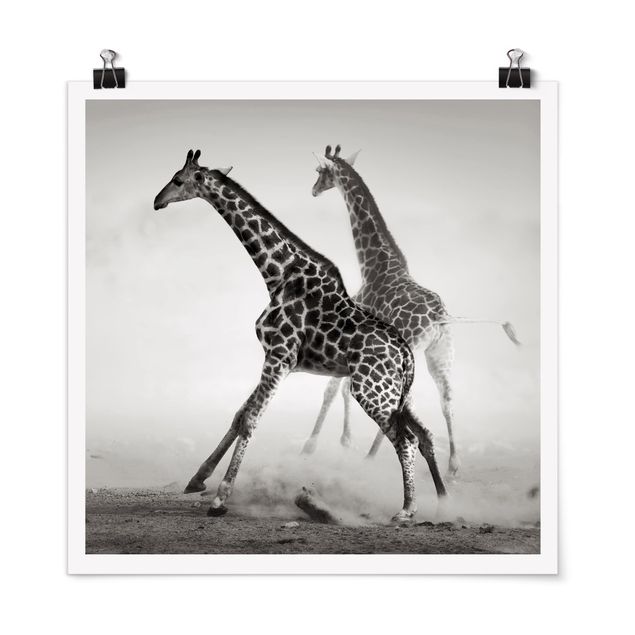 Plakater sort og hvid Giraffe Hunt