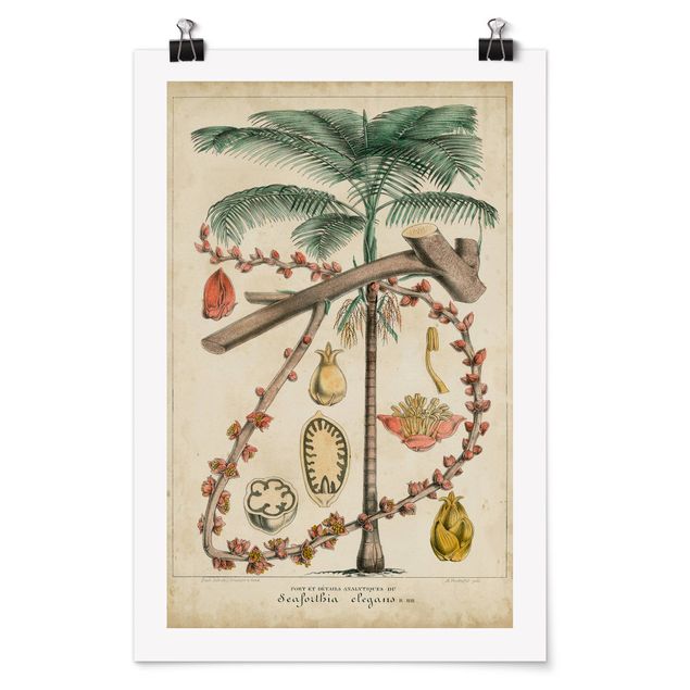 Billeder blomster Vintage Board Exotic Palms II
