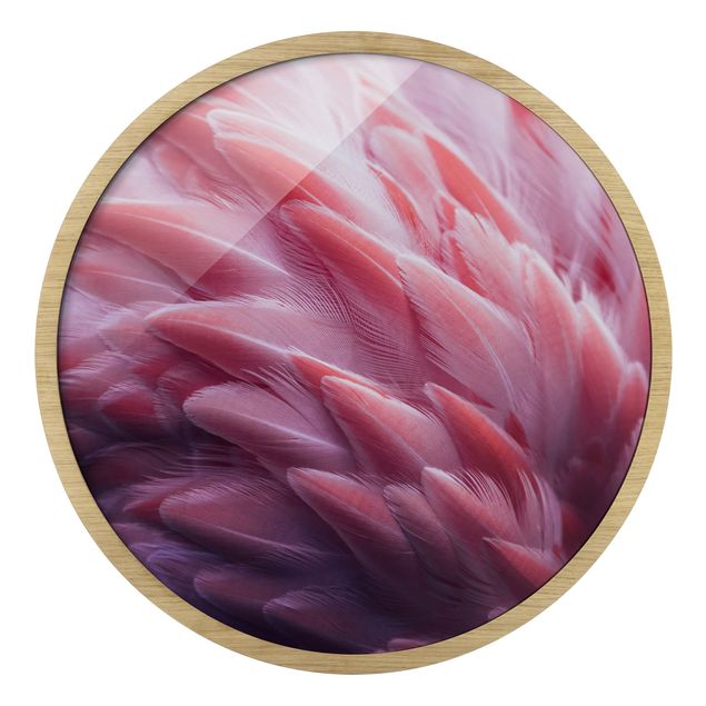 Billeder Flamingo Feathers Close-Up