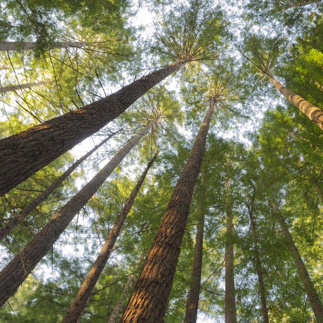 Billeder Rainer Mirau Sequoia Tree Tops