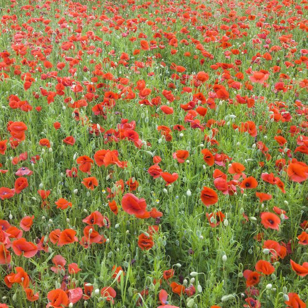 Flise klistermærker rød Poppy Field