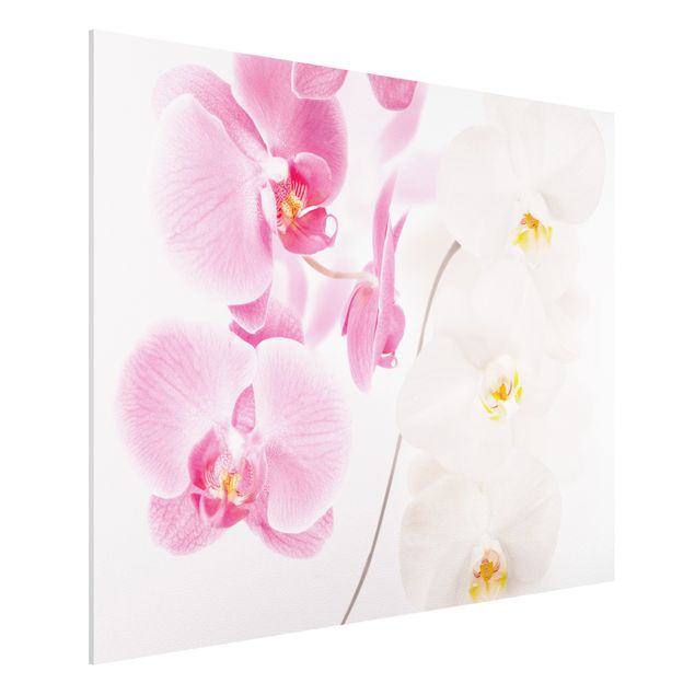 Billeder orkideer Delicate Orchids