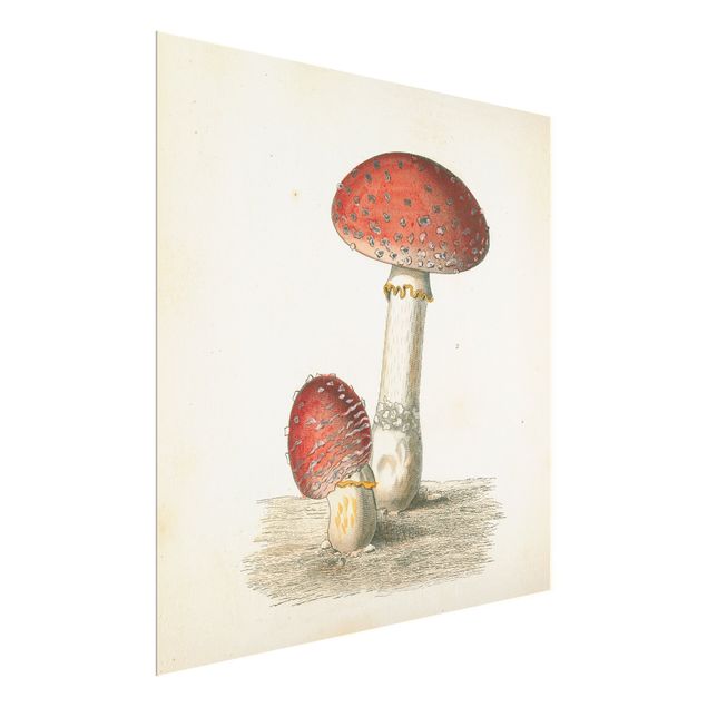 Billeder French mushrooms II