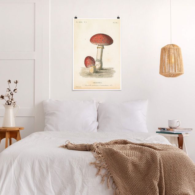 Plakater vintage French mushrooms II