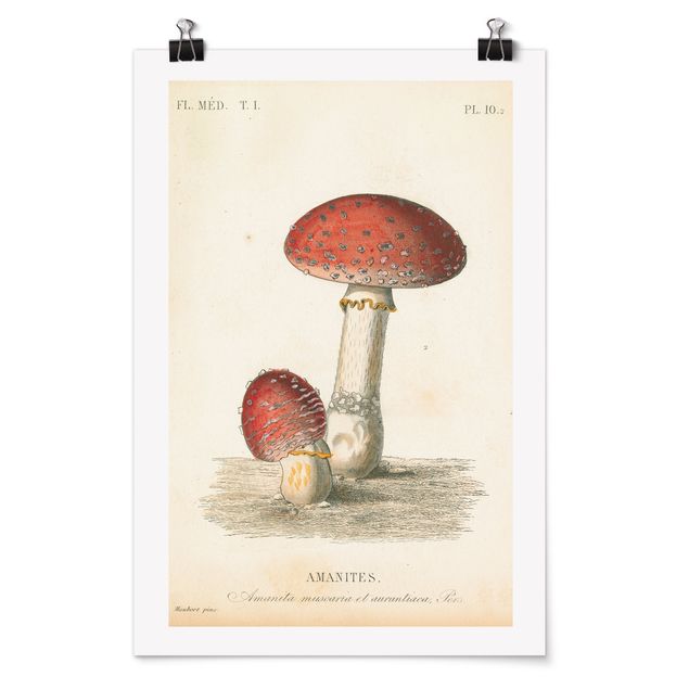 Billeder vintage French mushrooms II