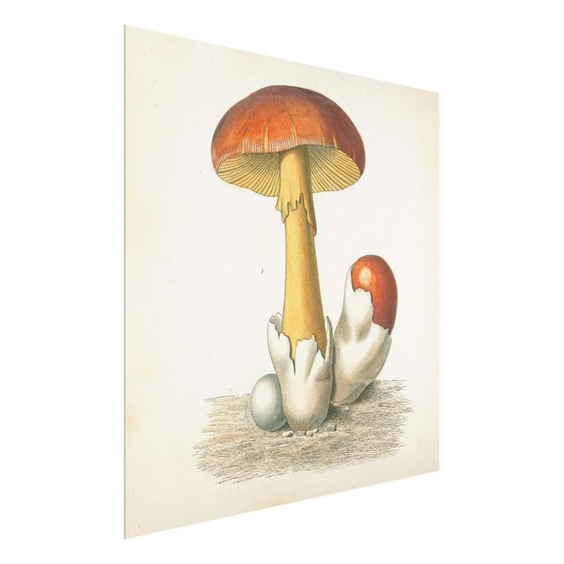 Billeder French Mushrooms