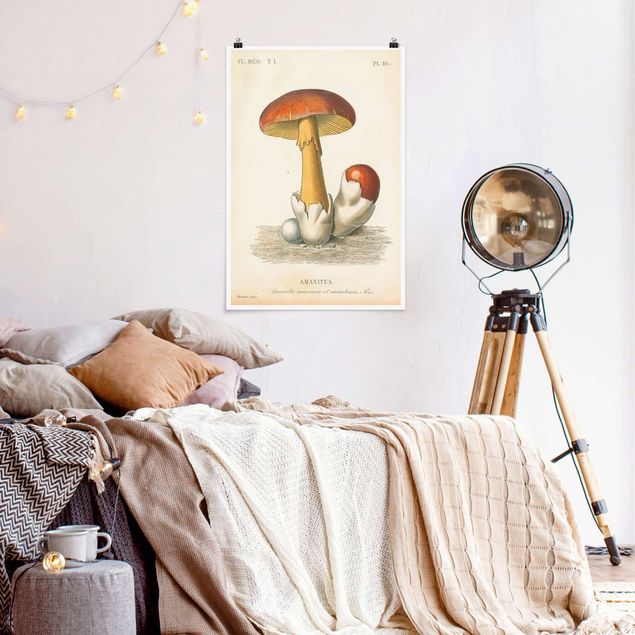 Plakater vintage French Mushrooms
