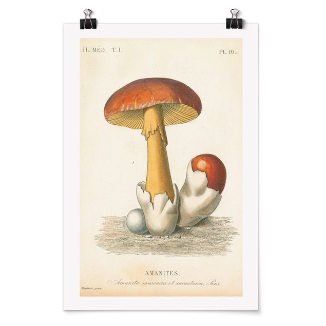 Billeder vintage French Mushrooms
