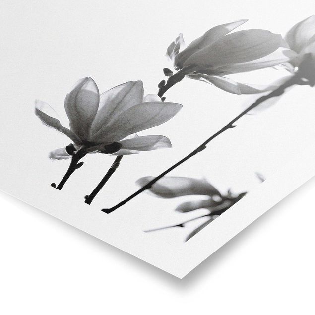 Billeder sort og hvid Herald Of Spring Magnolia Black And White