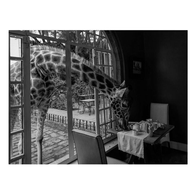 Billeder landskaber Breakfast with Giraffe