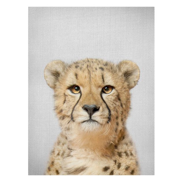 Billeder moderne Cheetah Gerald