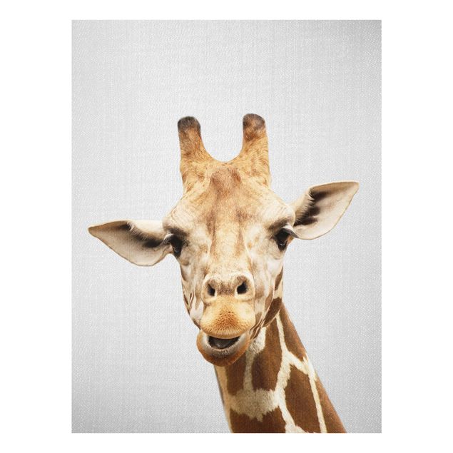 Billeder Afrika Giraffe Gundel