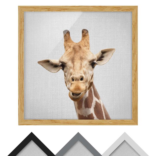 Billeder sort og hvid Giraffe Gundel
