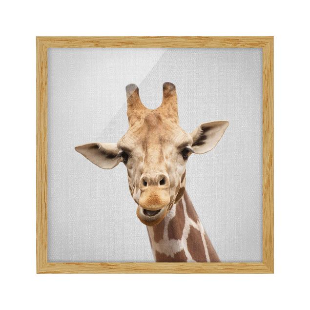 Indrammede plakater dyr Giraffe Gundel