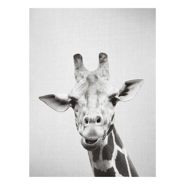 Billeder Afrika Giraffe Gundel Black And White