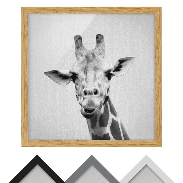 Billeder sort og hvid Giraffe Gundel Black And White