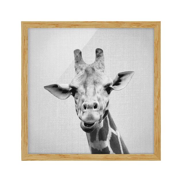 Indrammede plakater dyr Giraffe Gundel Black And White