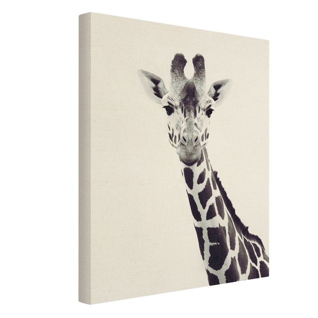 Billeder dyr Giraffe Portrait In Black And White