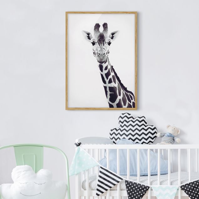 Billeder giraffer Giraffe Portrait In Black And White