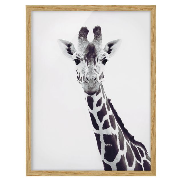 Indrammede plakater dyr Giraffe Portrait In Black And White