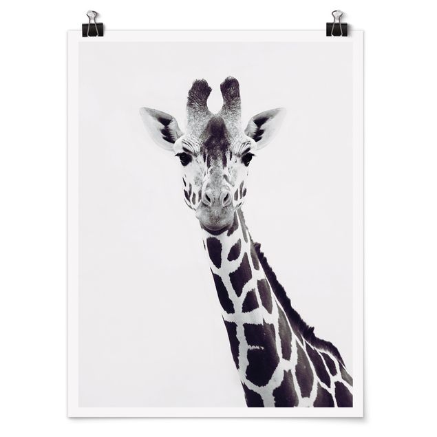 Plakater dyr Giraffe Portrait In Black And White