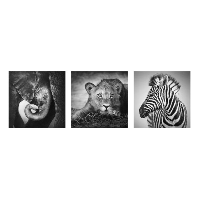 Billeder Afrika Baby Animals