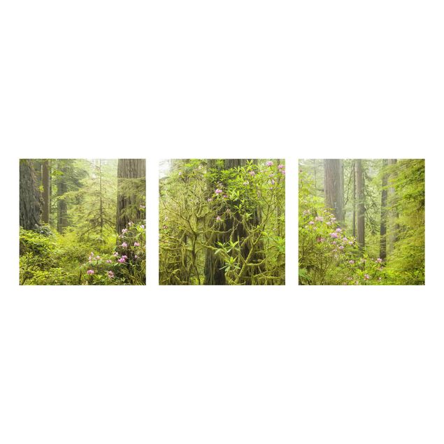 Billeder landskaber Del Norte Coast Redwoods State Park California
