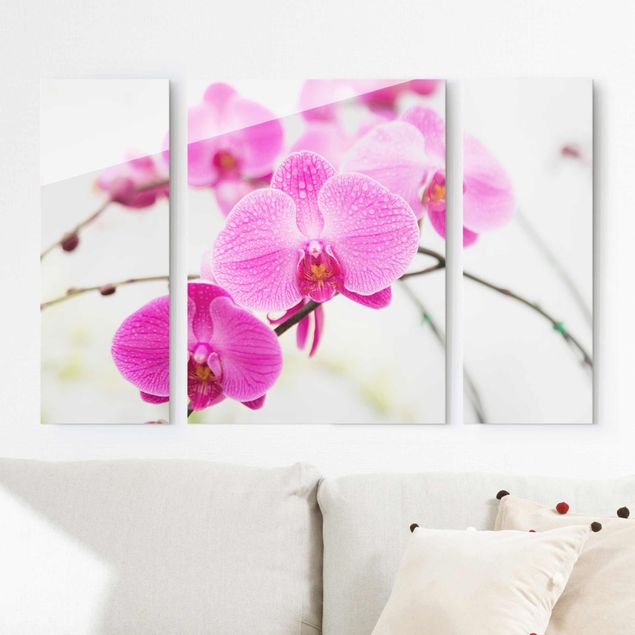 Glasbilleder orkideer Close-Up Orchid