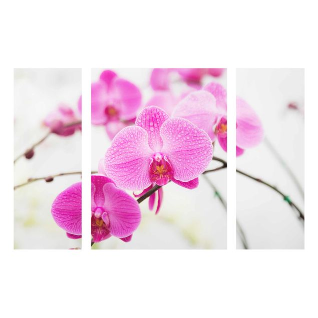 Glasbilleder blomster Close-Up Orchid