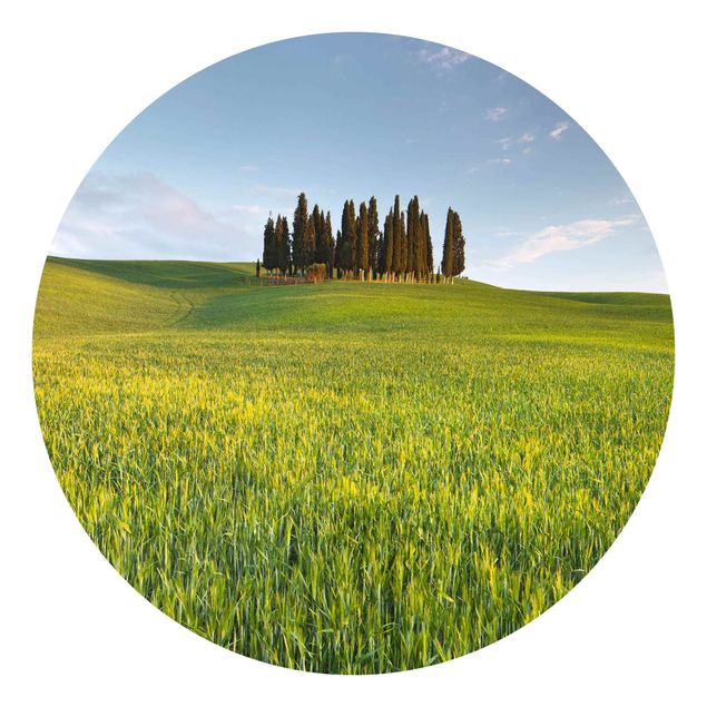 Grøn tapet Green Field In Tuscany