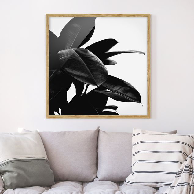 Indrammede plakater blomster Rubber Tree Black And White