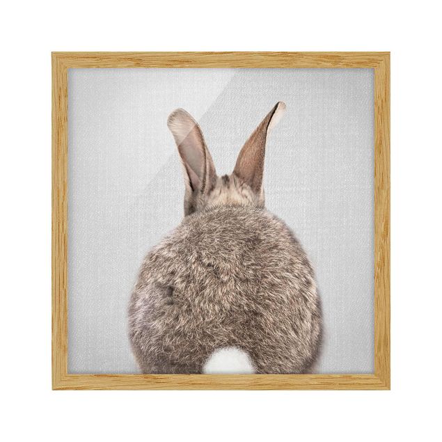 Billeder moderne Hare From Behind
