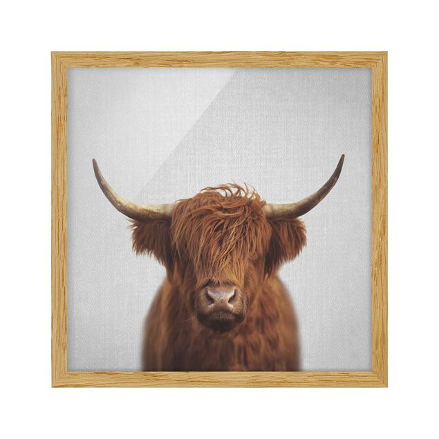 Billeder moderne Highland Cow Harry