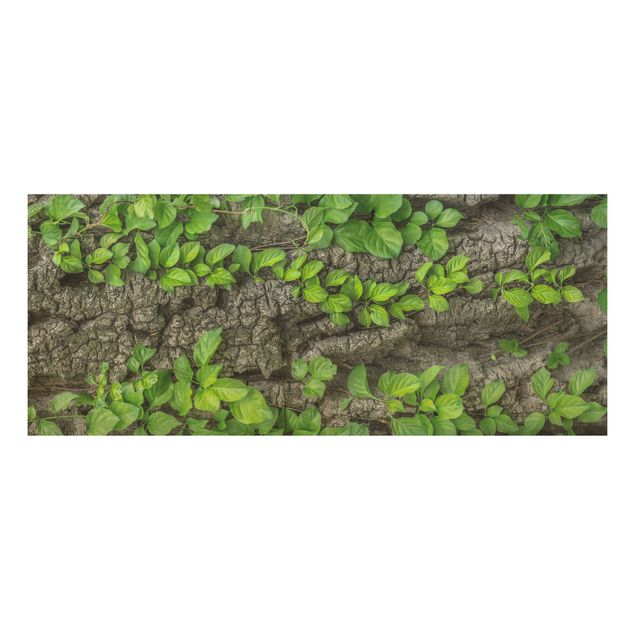 Prints på træ blomster Ivy Tendrils Tree Bark