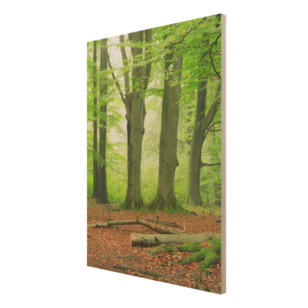 Prints på træ landskaber Mighty Beech Trees