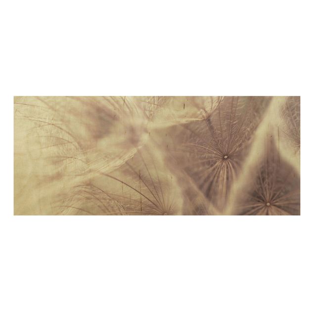 Prints på træ blomster Detailed Dandelion Macro Shot With Vintage Blur Effect