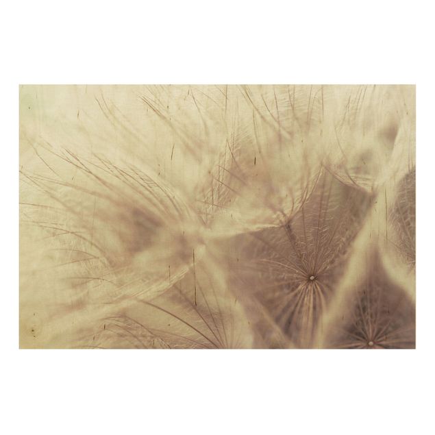 Prints på træ blomster Detailed Dandelion Macro Shot With Vintage Blur Effect