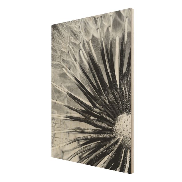 Prints på træ vintage Dandelion Black & White